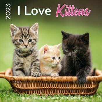 Plentygifts Calendrier 2024 - J'aime les chatons