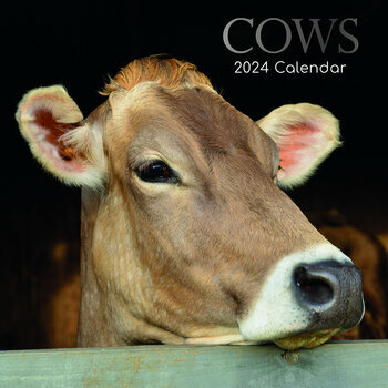 2024 Vache Réfrigérateur Aimant Calendrier, 2024 Mini Vache Bureau  Calendrier, 2024 Inspiration Vache Calendrier, 2024 Mini Vache Calendrier  avec Tear-Off -  France