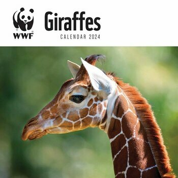 370 meilleures idées sur girafe en 2024