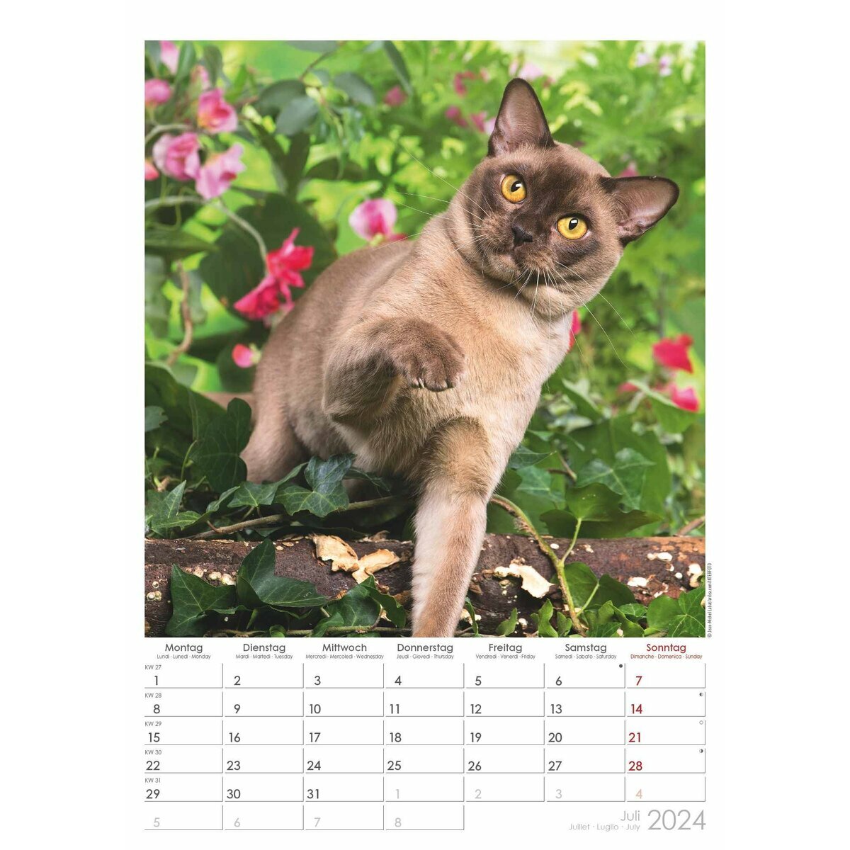 Maxi Calendrier 2024 Chat curieux