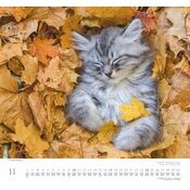 Maxi Calendrier 2024 Chat curieux