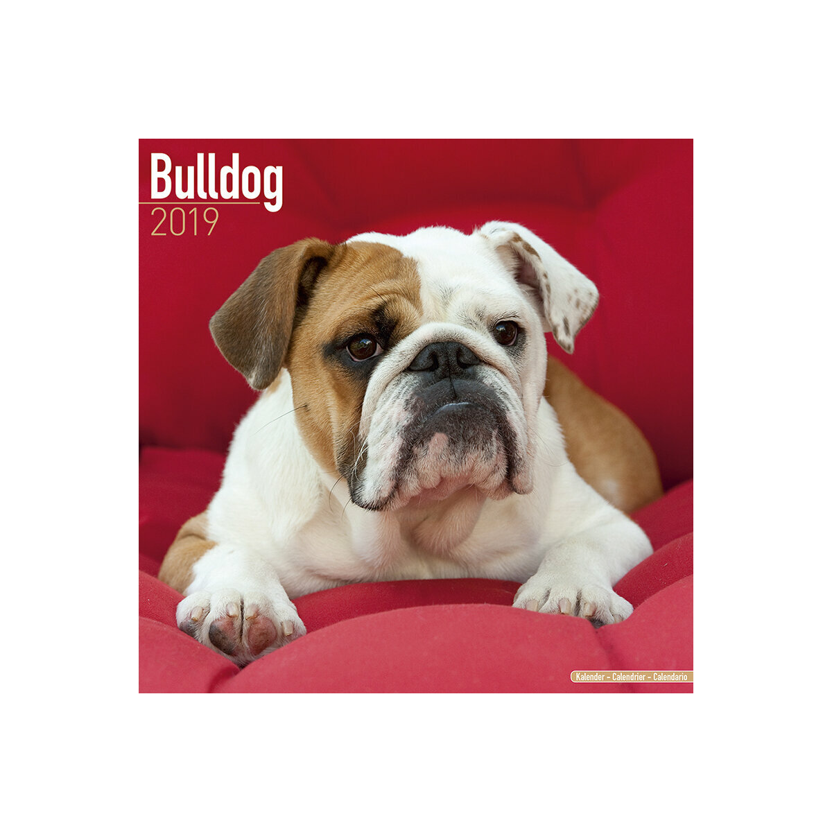 calendrier Bulldog anglais 2019