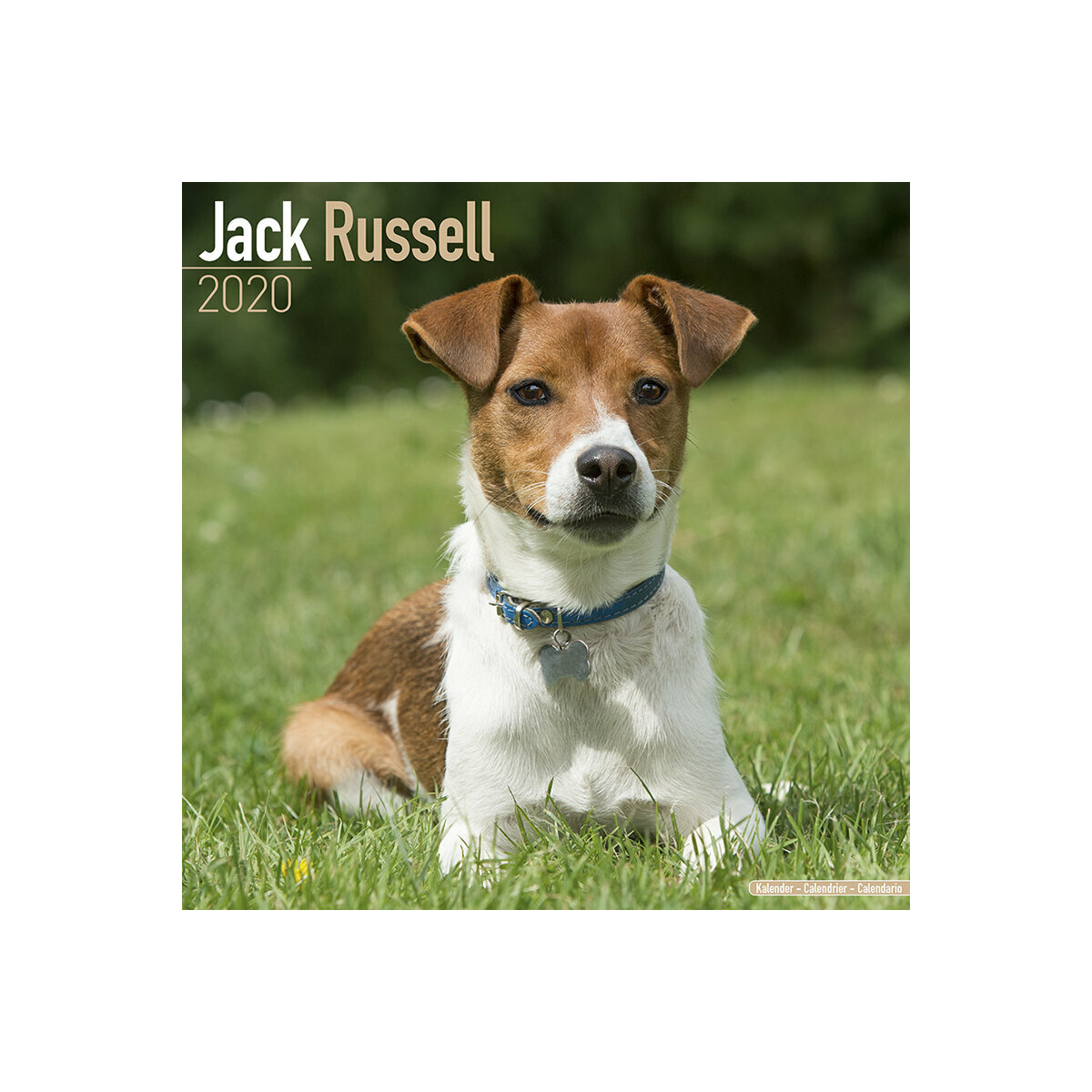 calendrier Jack russell 2020