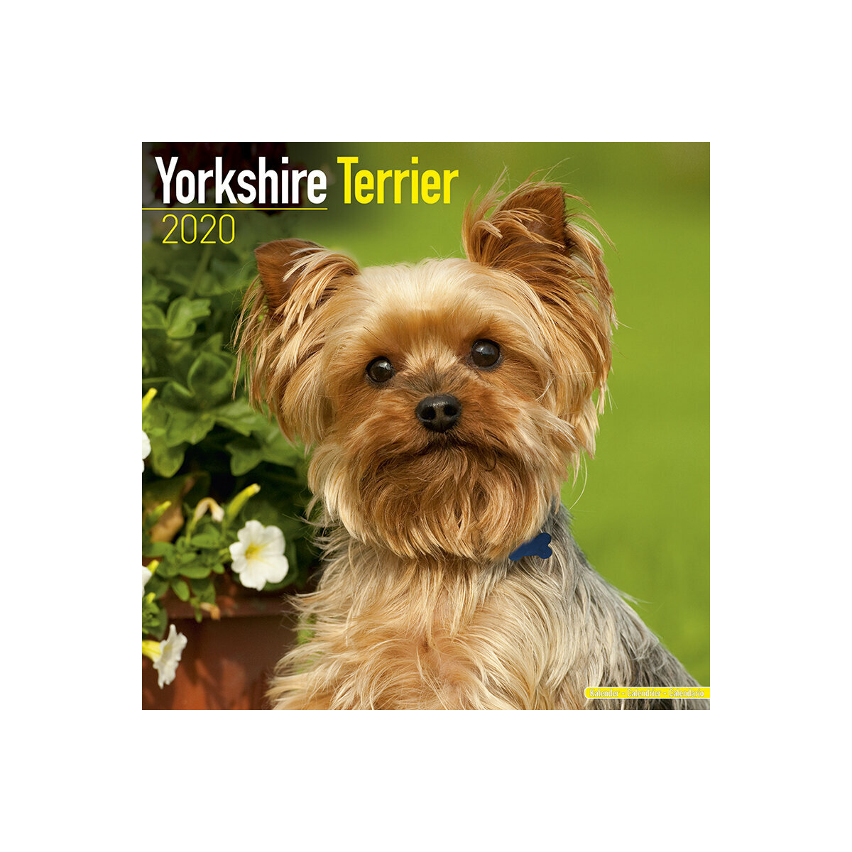 calendrier Yorkshire terrier 2020