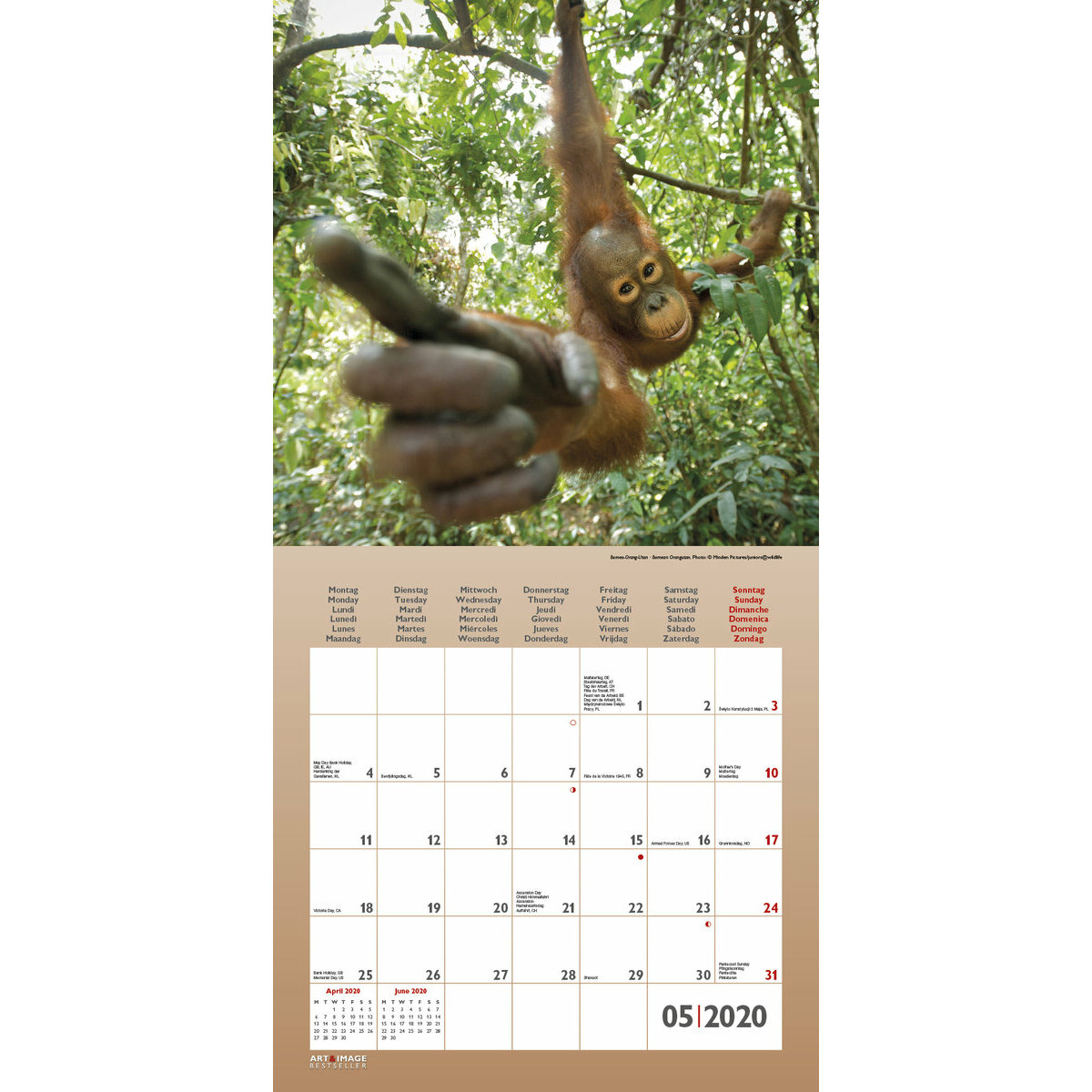 Calendrier 2020 Animaux coquin avec poster offert