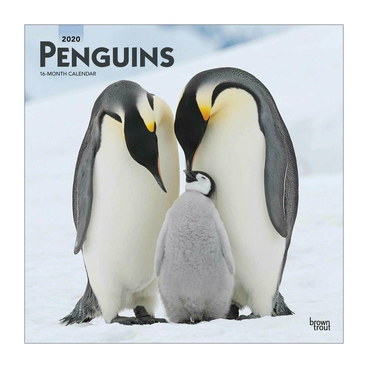 calendrier 2020 pingouin