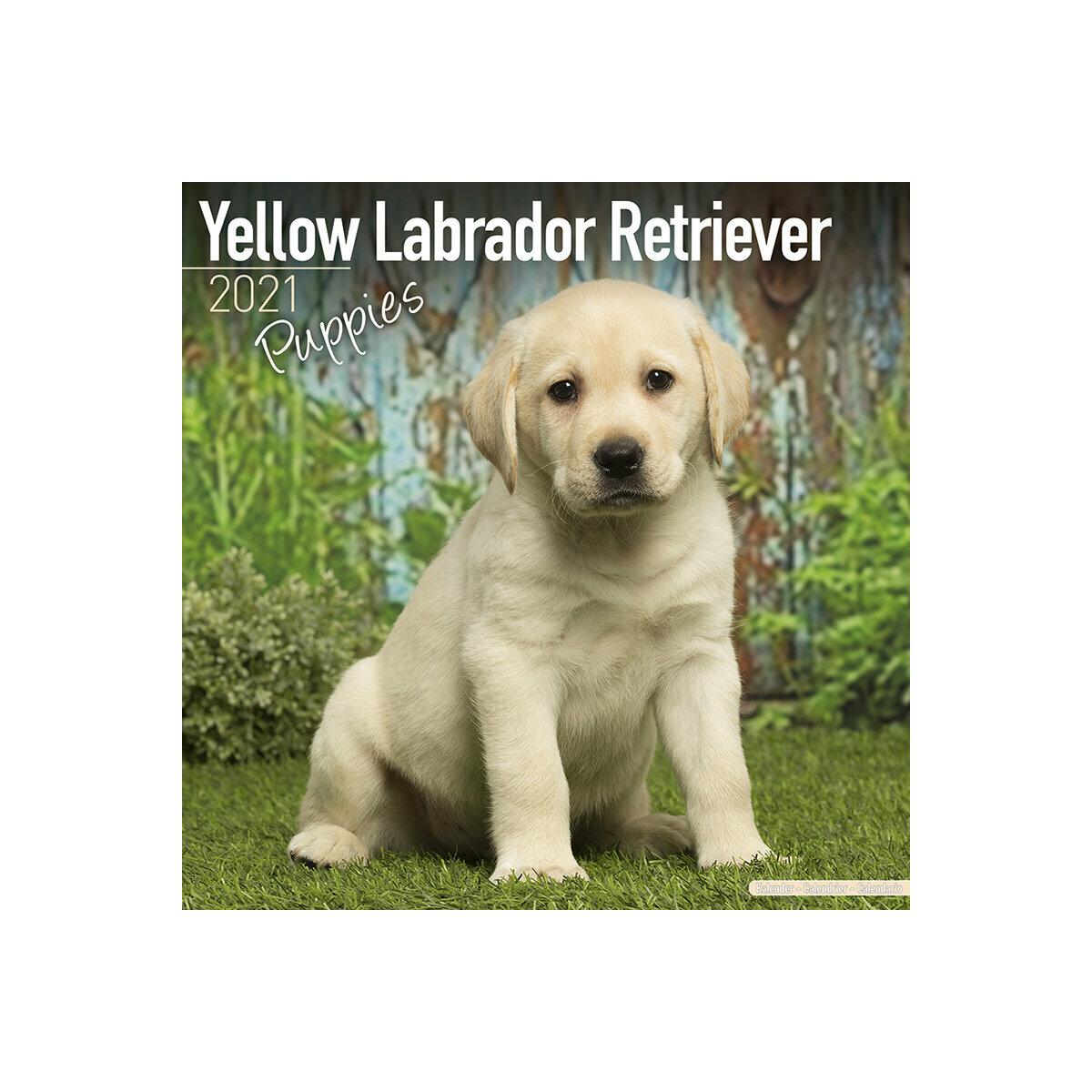 Calendrier Labrador Sable Chiot 21