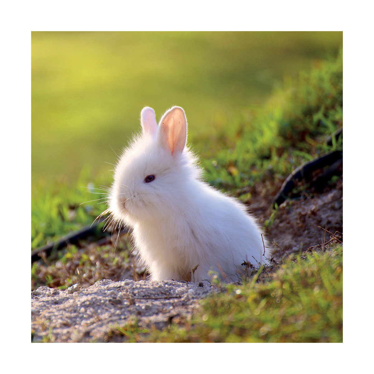 Calendrier 21 Lapin Mignon