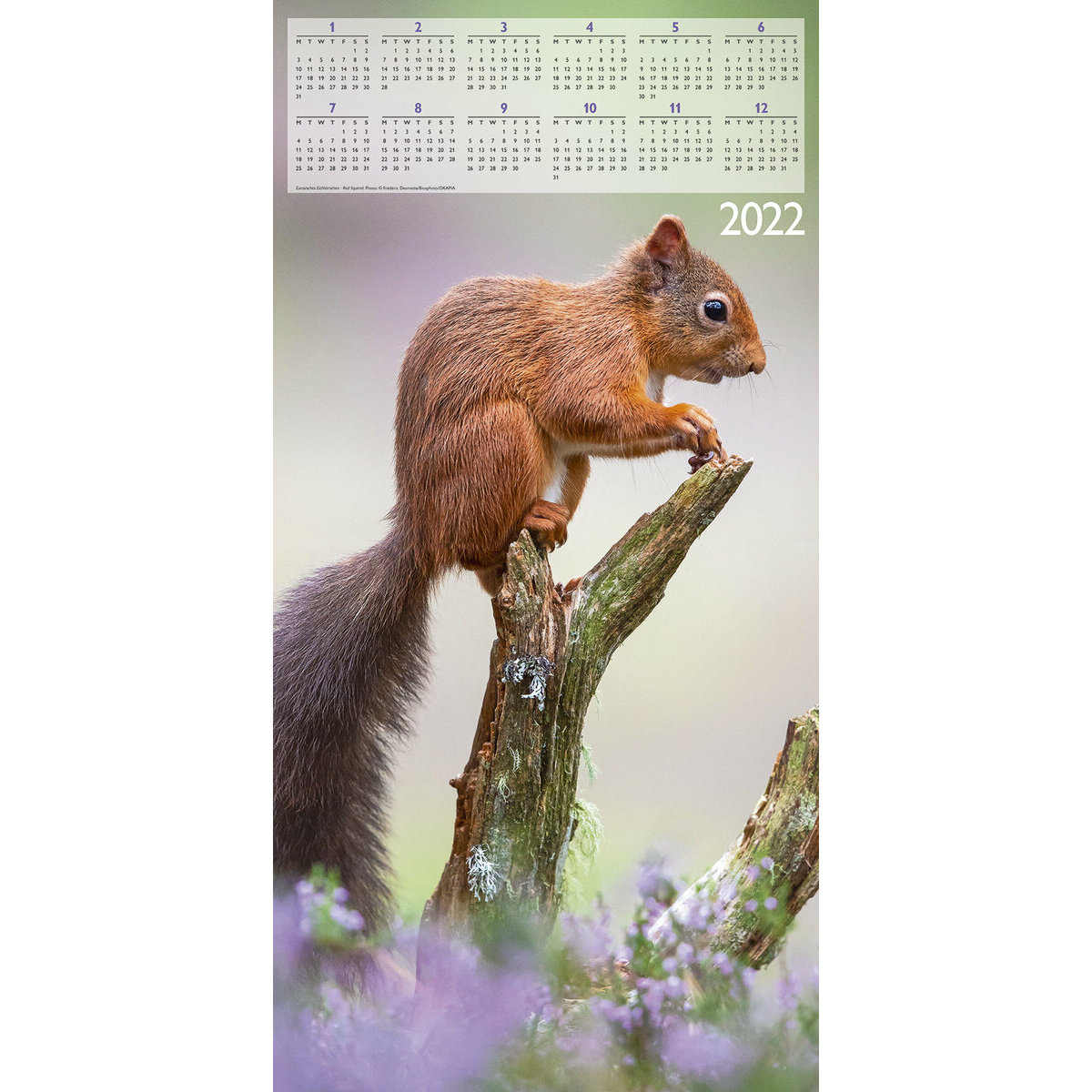 Calendrier 21 Animaux De La Foret Avec Poster Offert