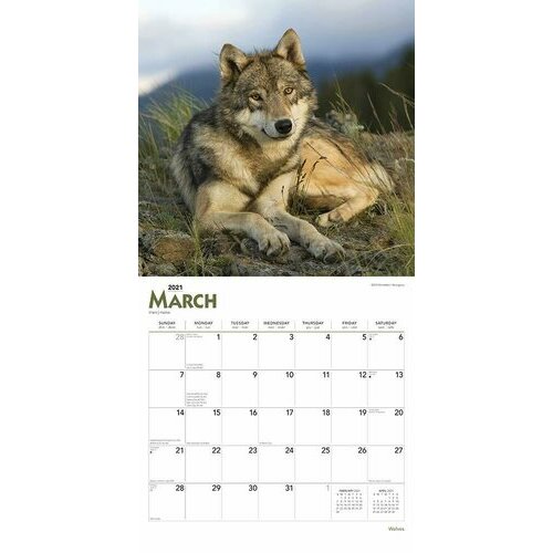 calendrier 2021 loup