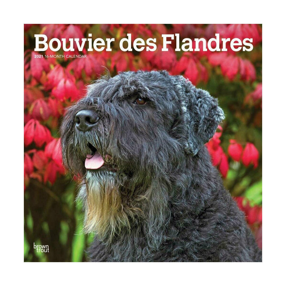 Calendrier 2021 Bouvier des flandres