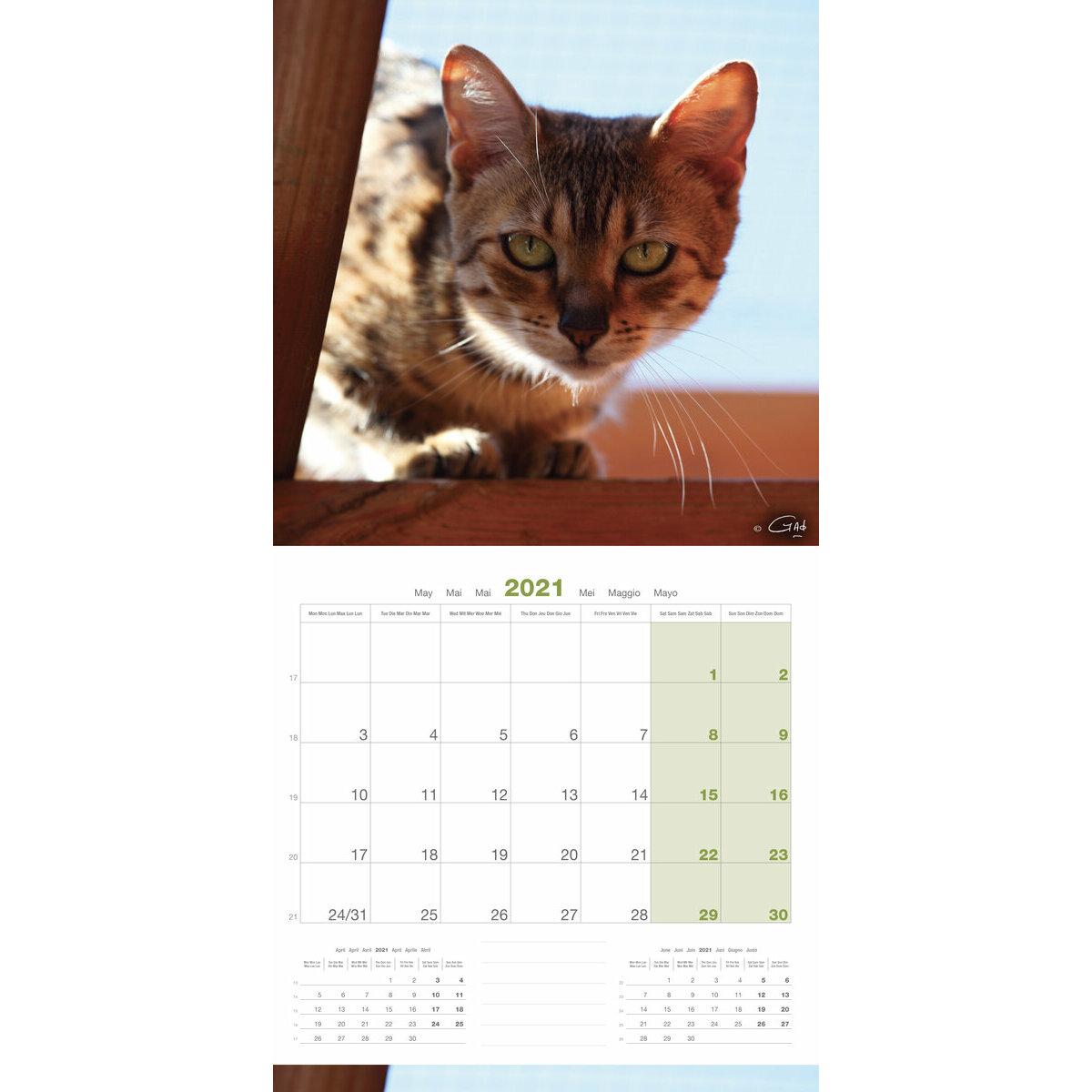 Calendrier 21 Chat