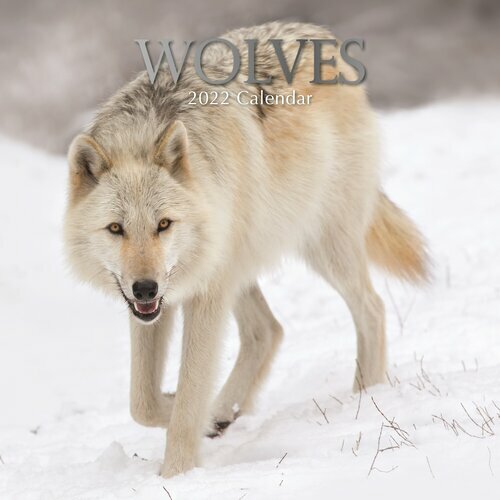 Calendrier Du Loup 2023 2024 Calendrier 2022 Loup