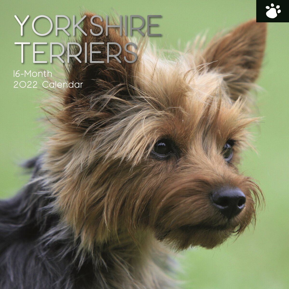 calendrier Yorkshire terrier 2022