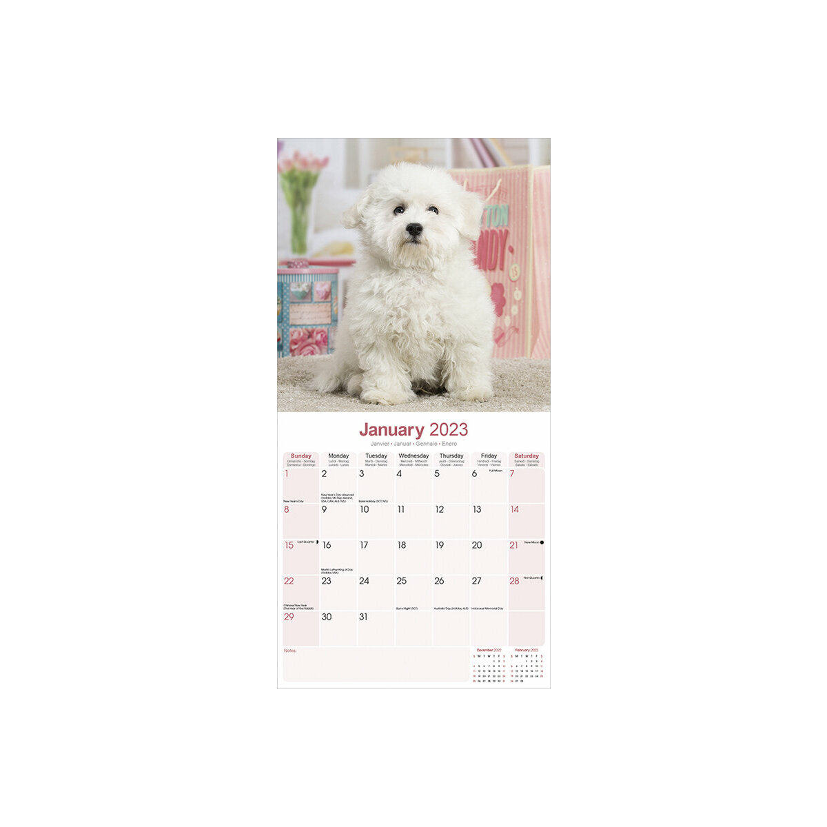 calendrier Bichon frisé 2023