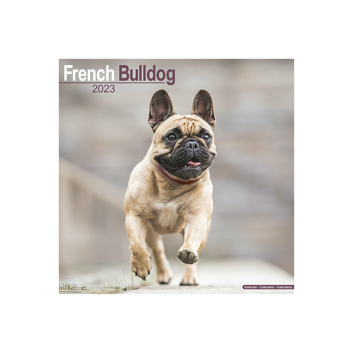 calendrier Bouledogue français 2023