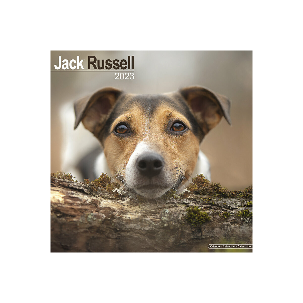 calendrier Jack russell 2023