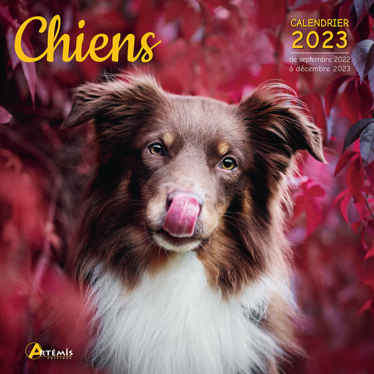 Calendrier 2023 Chien