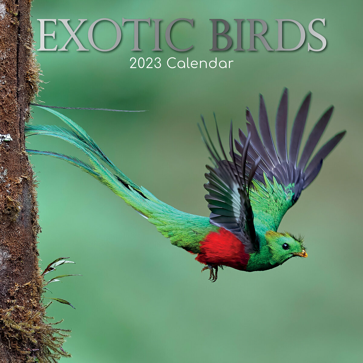 Calendrier 2023 oiseau exotique