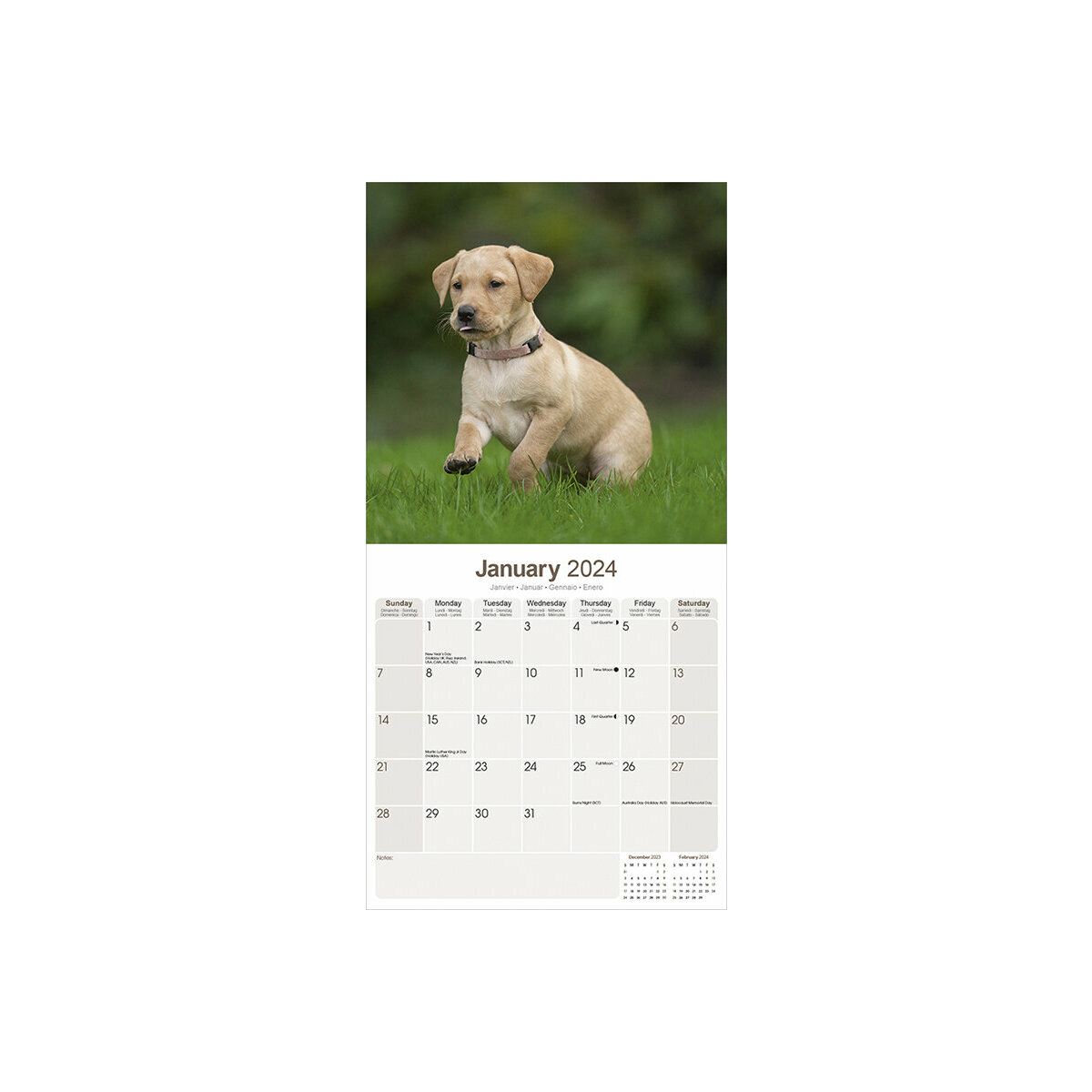 Calendrier Labrador Sable 2024   Calendrier Labrador 2024 