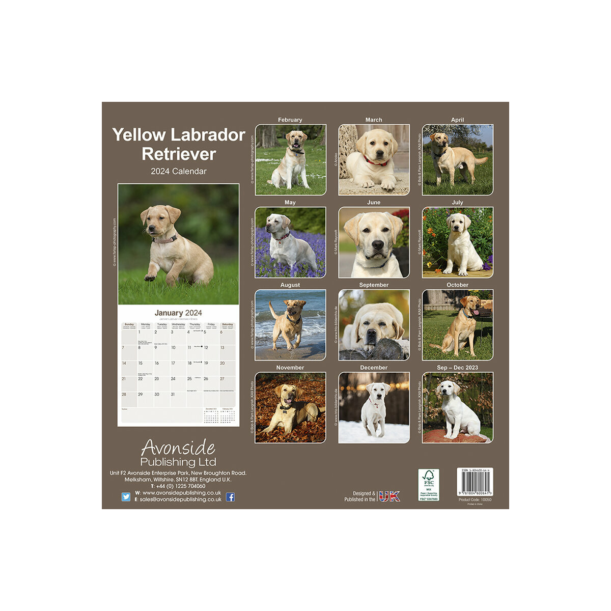 Calendrier Labrador Sable 2024   Calendrier Labrador 2024 