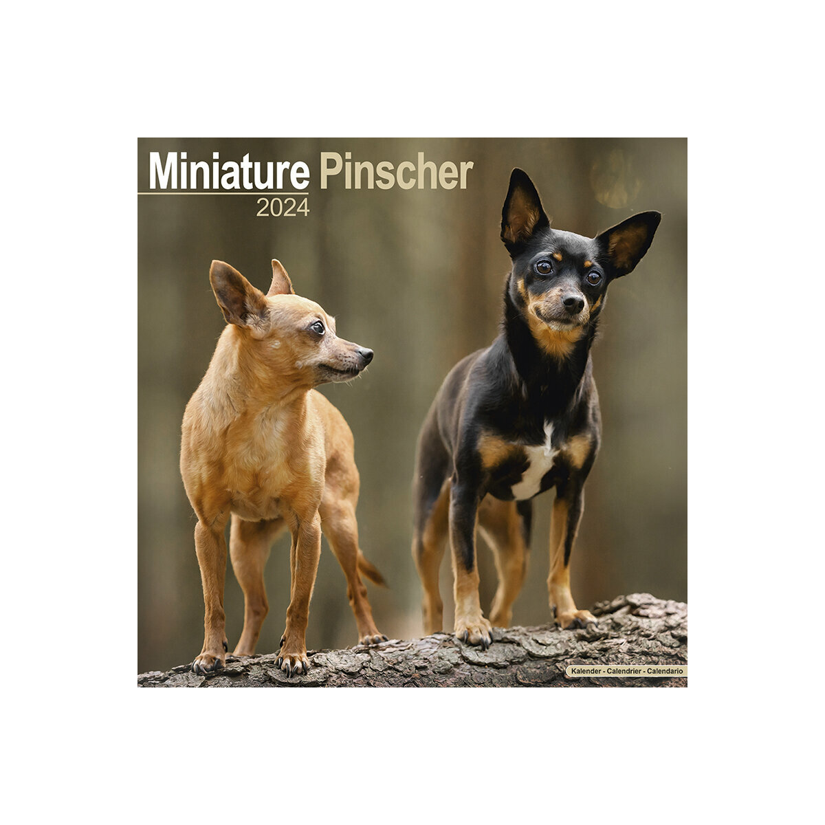 calendrier Pinscher nain 2024