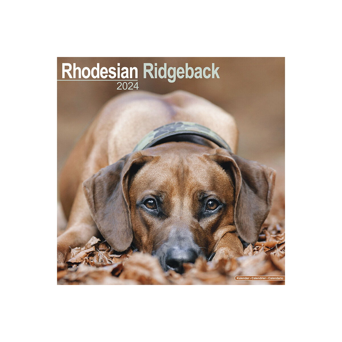 calendrier Rhodesian ridgeback 2024