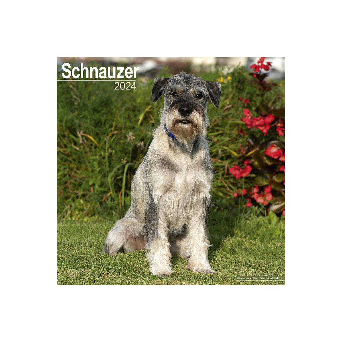 calendrier Schnauzer 2024