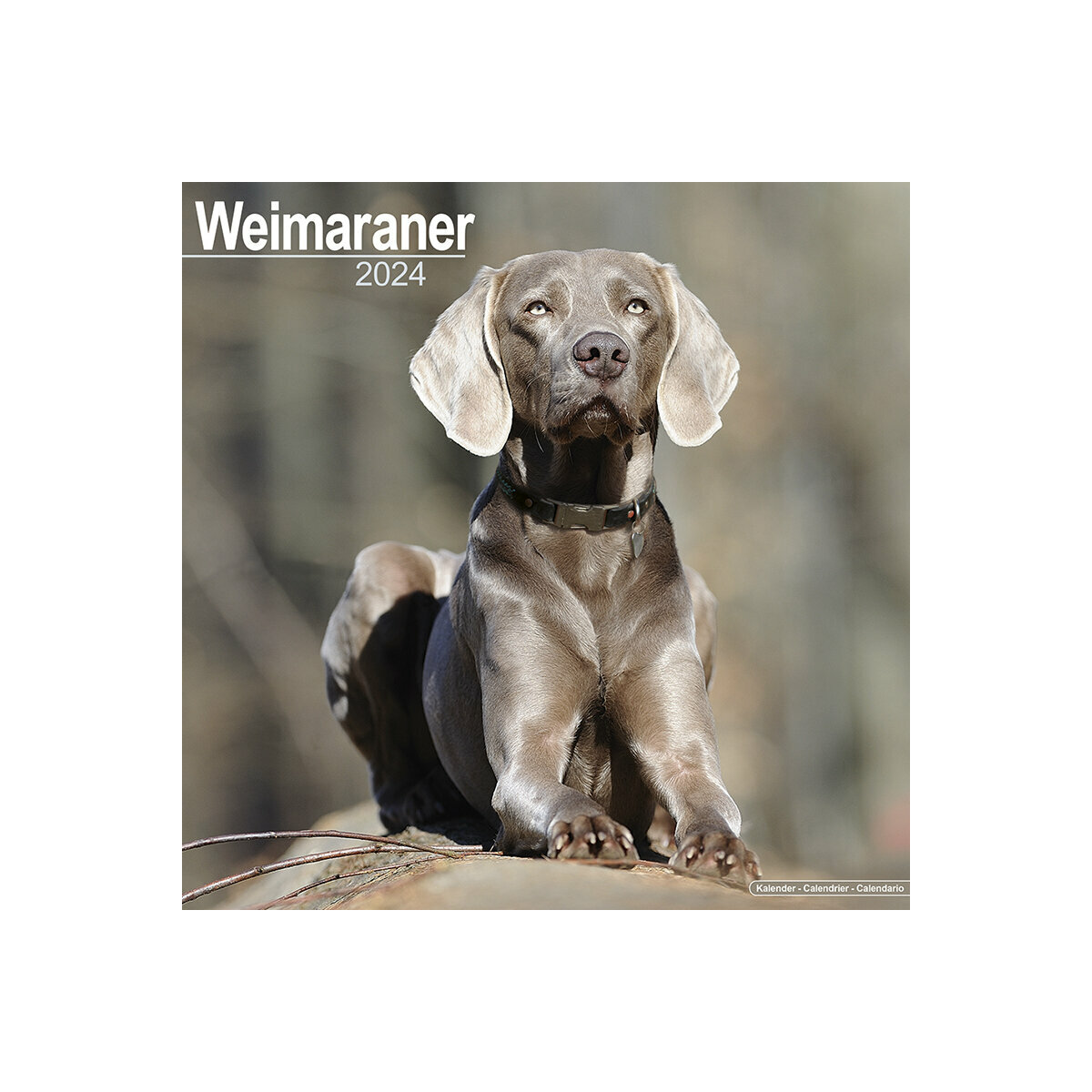 Calendrier Braque De Weimar 2024