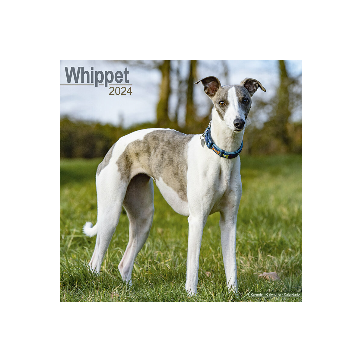 calendrier whippet 2024