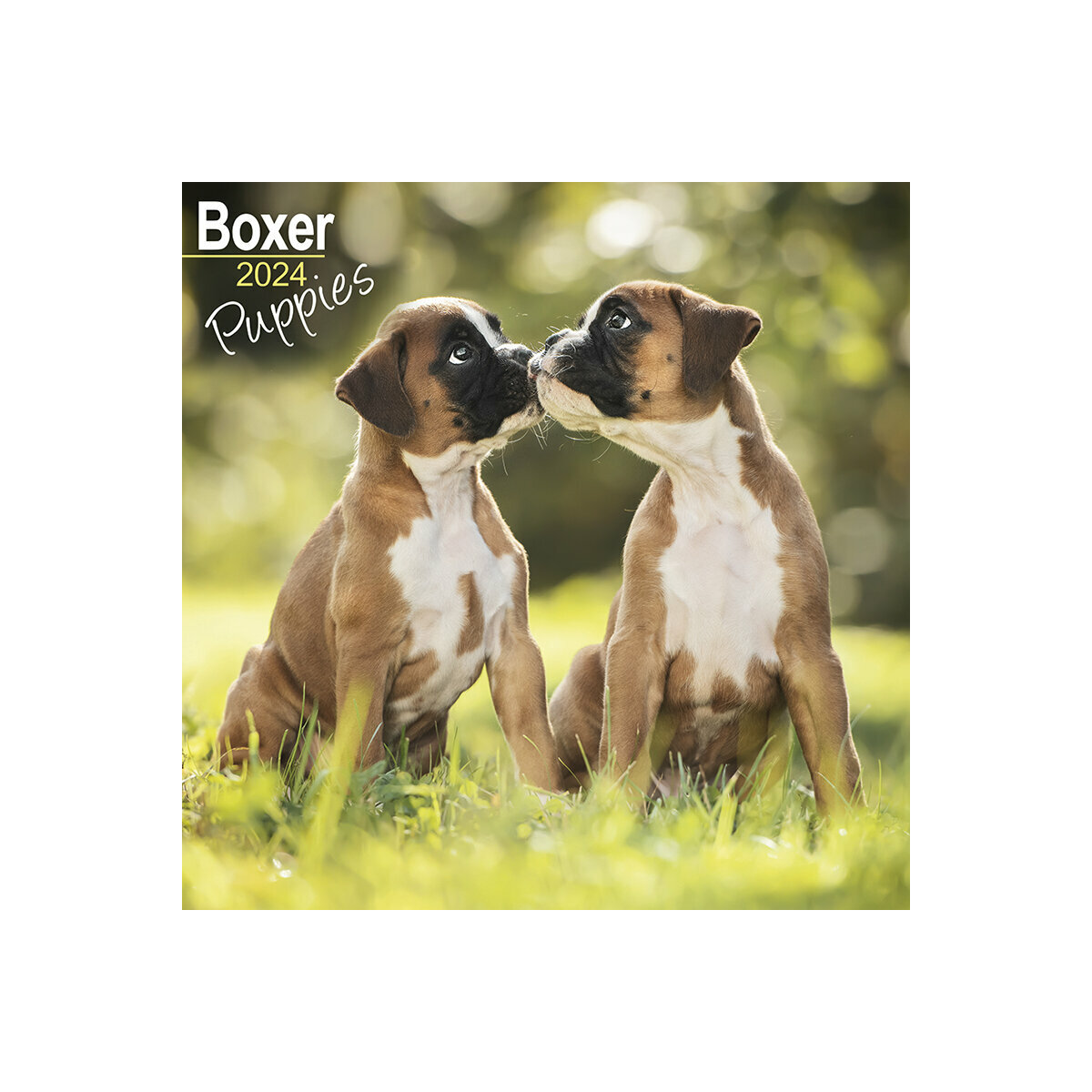 calendrier Boxer 2024