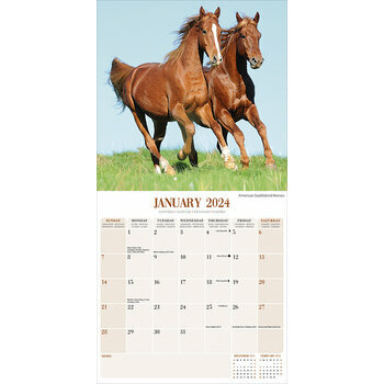 Calendrier mural Calendrier des chevaux - Dream Horses 2024