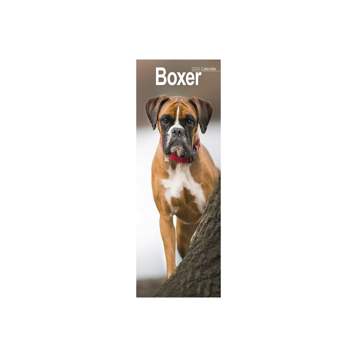 calendrier Boxer slim 2025