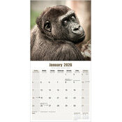 Calendrier Orang Outan Singe et Gorille