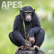 Calendrier 2025 Chimpanze