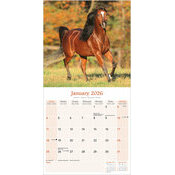 Calendrier Papier 2026 Chevaux Arabes