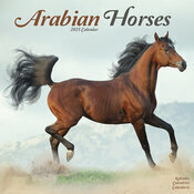 Calendrier 2025 Chevaux Arabes