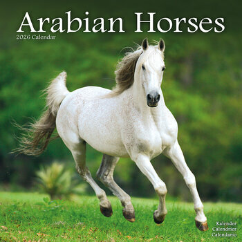 Calendrier 2026 Chevaux Arabes