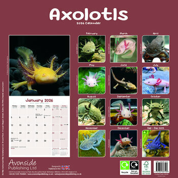 Calendrier 2026 Axolotl