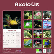 Calendrier Papier 2026 Axolotl