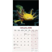 Calendrier 2026 Animaux Axolotl