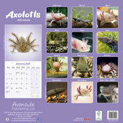 Calendrier Axolotl Mural 2025