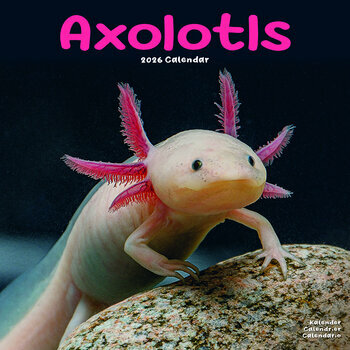 Calendrier 2026 Axolotl