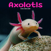 Calendrier Mural 2026 Axolotl