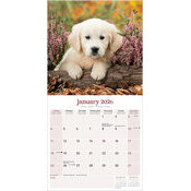 Calendrier Golden Bbs Animaux Mignons