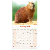 Calendrier 2026 Capybara Cabiai