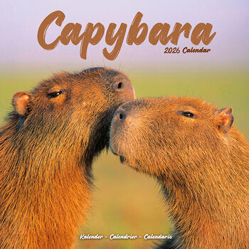 Calendrier 2026 Capybara Cabiai