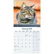 Calendrier 2026 Chats toutes couleurs