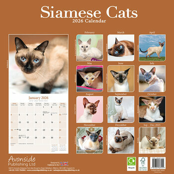 Calendrier 2026 Chat Siamois