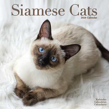 Calendrier 2026 Chat Siamois